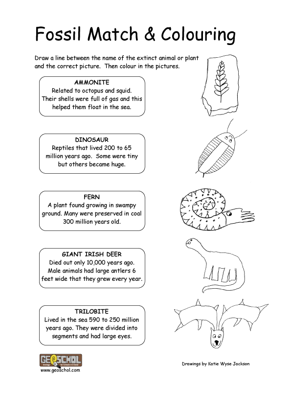 Free Fossil Activities For 3rd Grade